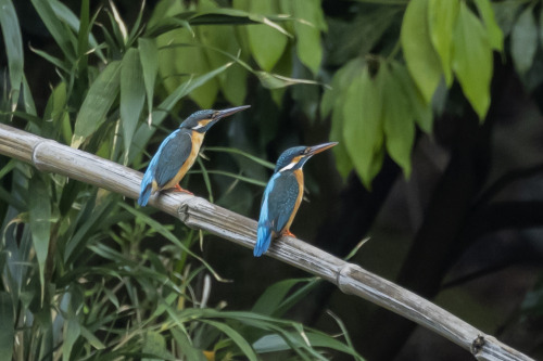 カワセミ（Common Kingfisher）