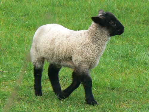 snailtongue: [ID: A young black-faced sheep walking through a grassy pasture.]