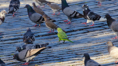 natural-reflection: Monk Parakeet amidst Feral Pigeons and White-Winged DovesMyiopsitta monachus / C