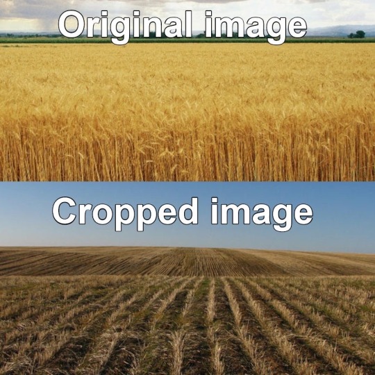 silver-tongues-blog:dankmemeuniversity: