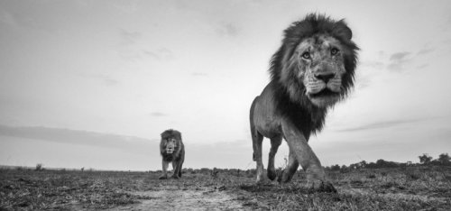 bobbycaputo:  Black and White Photos of the Wildlife in ‘The Mara’ in Kenya by  Anup Shah  
