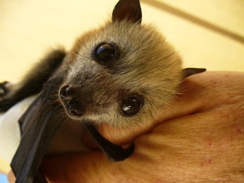 end0skeletal:  The giant golden-crowned flying fox is one of the largest bats in the world, weighing in at up to 2.5 pounds with a wing span of as much 5 feet 7 inches. They live in the forests of the Philippines and eat mostly figs and leaves. 