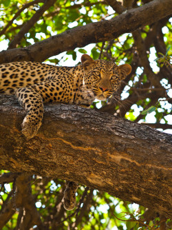 llbwwb:  Leopard #7 by Paul Wild