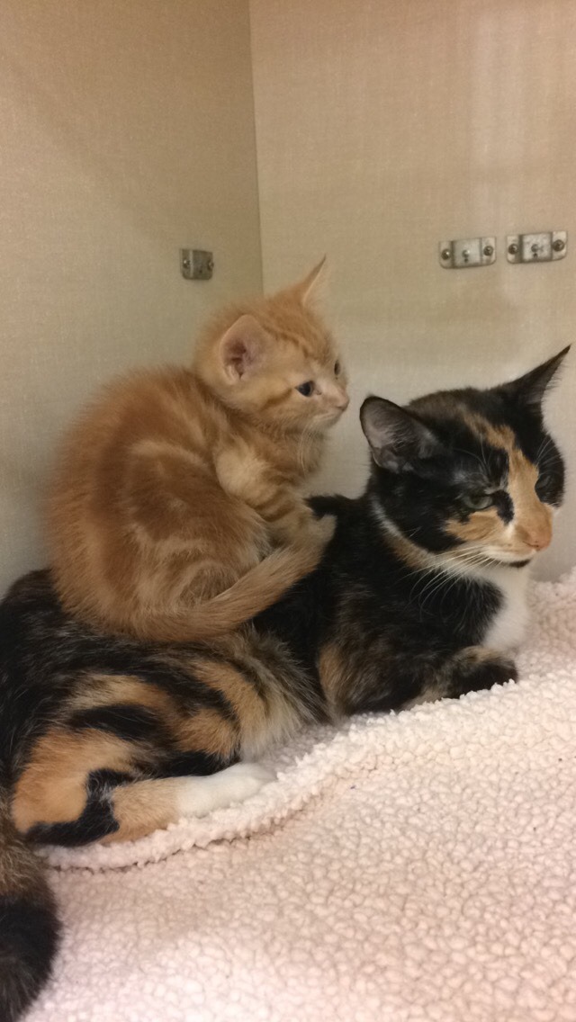 fartgallery: I was taking pics of this kitten sitting on her mom when her sister