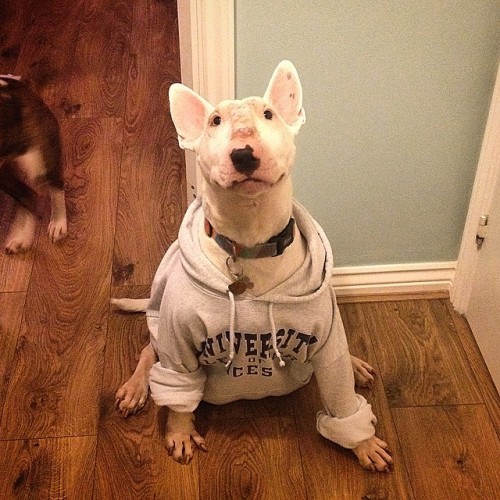 Alberts looking forward to the new semester. #albert #ebt #englishbullterrier #bully #bullylove #bul