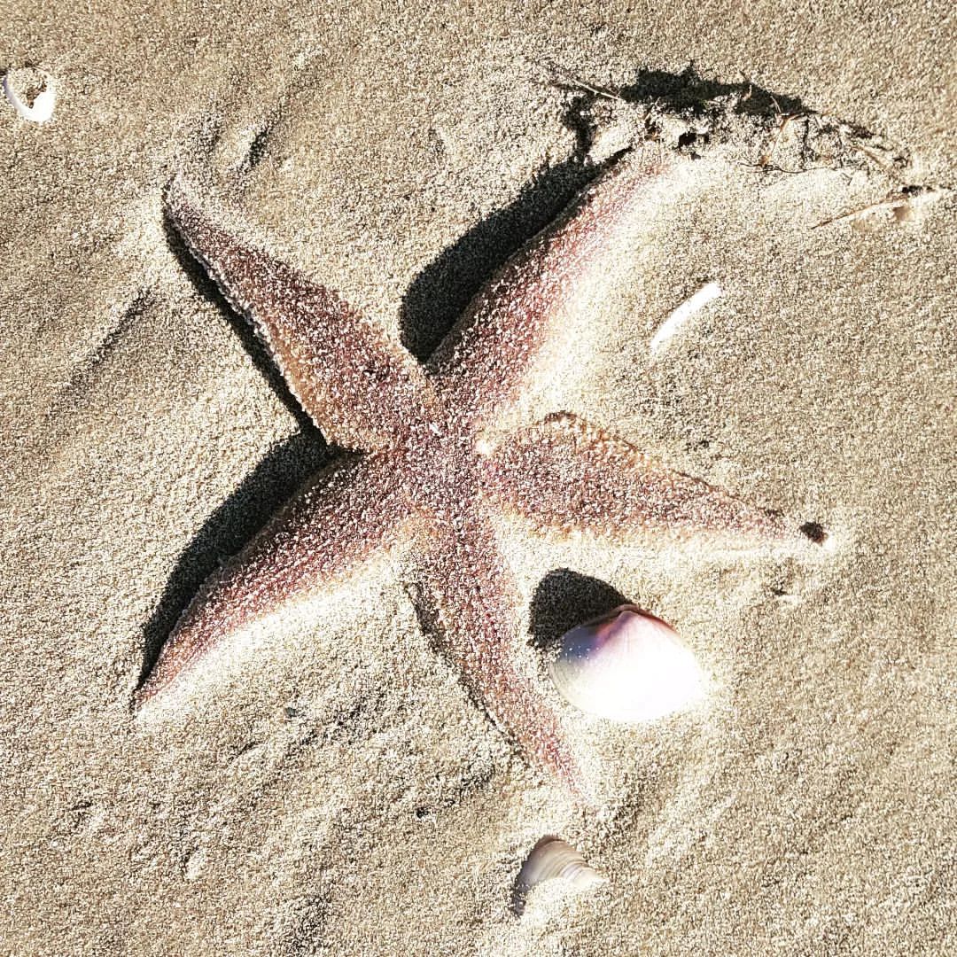 Star Fish on my #trailrunning #running #GLIUPHOTO #photography #nature #environment #starfish #beachrunning
https://www.instagram.com/p/CafIuvzsIBv/?utm_medium=tumblr