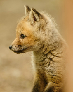 theanimalblog:  Red Fox (kit) Vulpes vulpes.