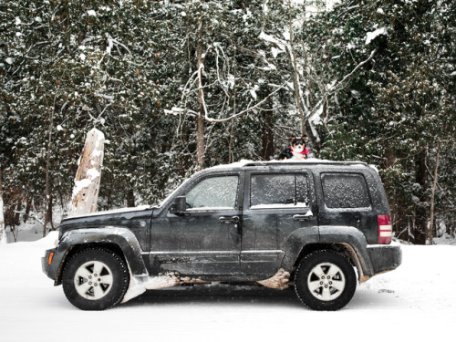 took photos of Darwin & they ended up looking like a Jeep adfollow Darwin’s adventures on instag