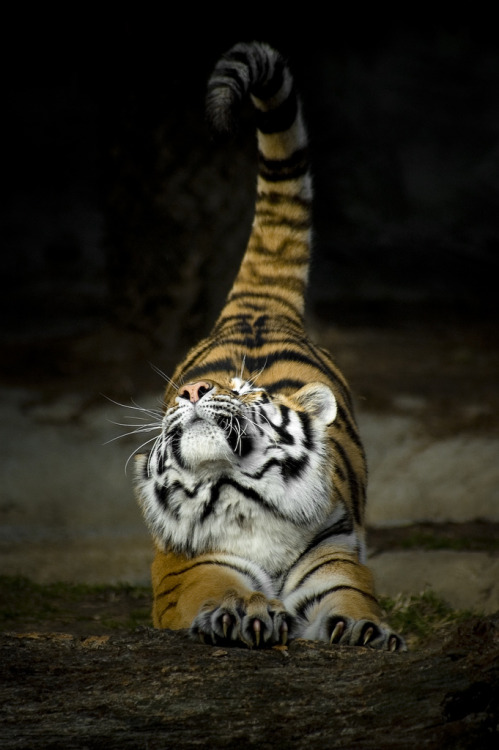 magicalnaturetour - Big cats stretch too by Nick Roosen