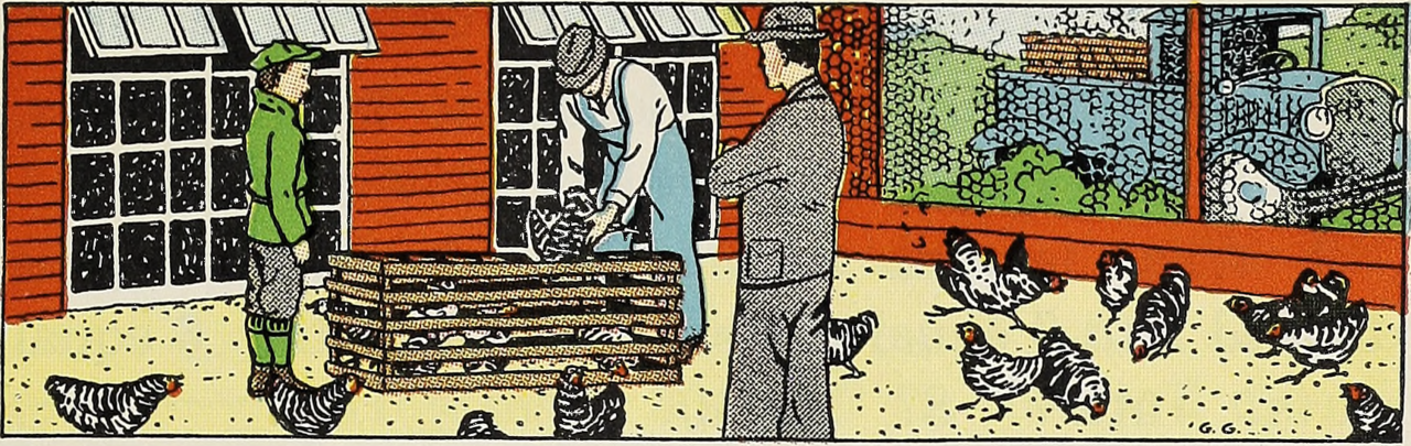 nemfrog:  Raising chickens.  Child-Life Arithmetics: Grade 4. 1936.