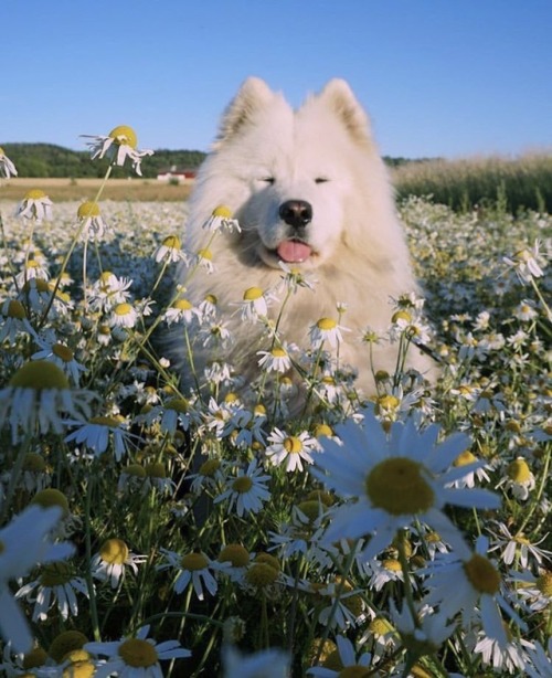 protect-and-love-animals:Spring finally is here