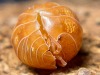 arcticarthropod:crevicedwelling:today’s isopod is Armadillidium vulgare “Orange Vigor,” an orange mutation of the common pillbug or roly-poly. they still show yellow scrawls and varying shades of base color, like the wild gray form, with males tending
