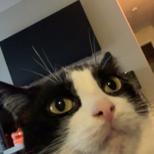 maddxp:Mega cat 