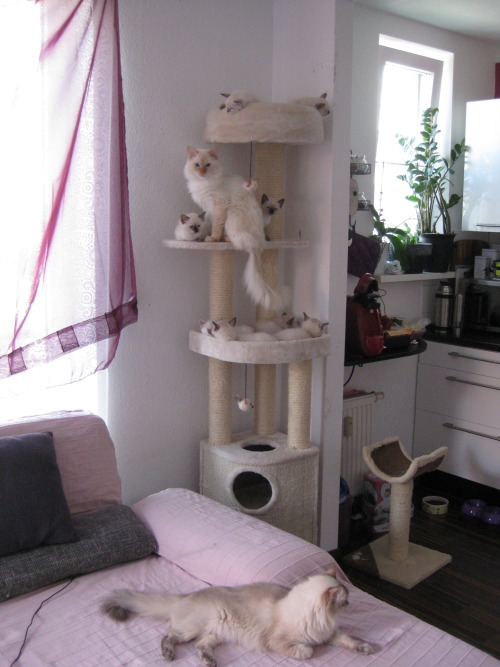 jumpingjacktrash:danadelions:so. I visited my cousin’s apartment todaythe cat tree bears a bountiful