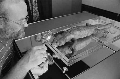 sixth-extinction: There is only one known specimen of the kawekaweau or Delcourt’s giant gecko