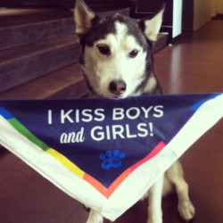 catbountry:  Bisexual dogs are ruining this country thanks Obama. 