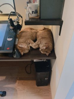 highlandvalley:  仕事机の空きスペースに猫がみっちり詰まっているhttps://twitter.com/keitoyo/status/1120221801445871617/photo/1