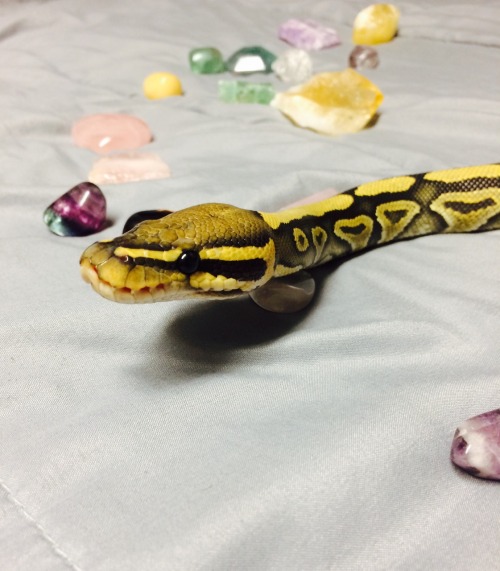 for-the-love-of-a-snake: a dragon perusing his hoard (i’m pretty sure that if Phanin actually 