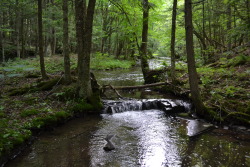 m-uther:  nature/green