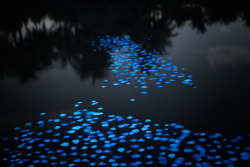 trippyhippydaydream:  Last year artist Miya Ando traveled to Puerto Rico where she released 1,000 non-toxic resin leaves coated with phosphorescence into a small pond. During the day the leaves would “recharge” and at night would give off a ghostly,