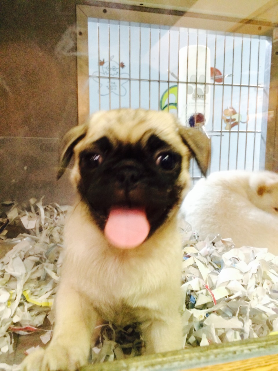 rats-oncrackattack:  I found a baby pug at the pet store, she was everything I imagined