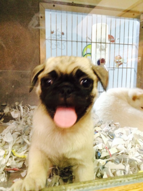 rats-oncrackattack:  I found a baby pug at the pet store, she was everything I imagined and more.  Help. 