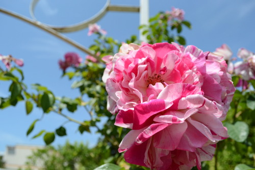 Decores Flores