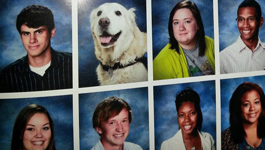 School comfort dog gets photo in yearbook with graduating class
The 9-year-old golden retriever named Prince even donned a cap and gown and led graduates to their ceremony.