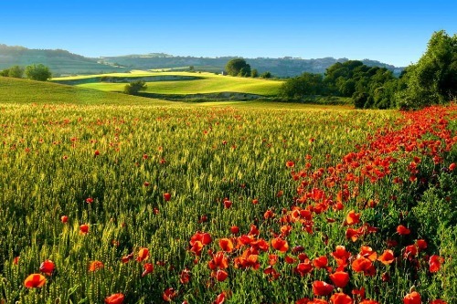 freedomforukraine: filds near Zhytomyr city, Ukraine