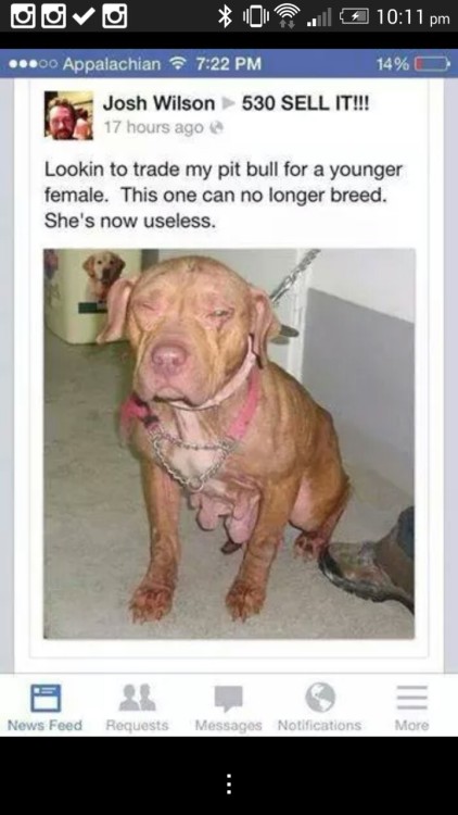 nabokovsshadows:  defacedfromhumanity:  dontbreakveg:  Name and shame, animal abusers get absolutely no respect from me.  This is fucking disgusting. Put this on blast    Spread this like wildfire. I hope someone can rescue the female pit bull. OP could