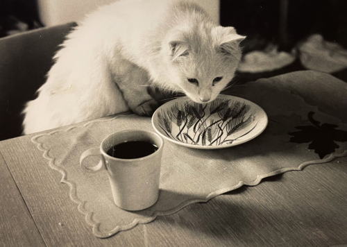 Black and white photo of a beautiful medium haired white cat standing on a chair with its forepaws up on a table, investigating a place setting. A full cup of coffee sits nearby but sadly the plate is empty.