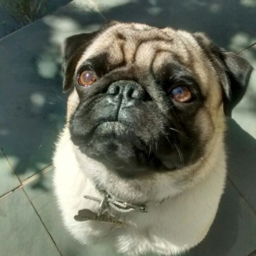 ihugpugs:  Dog Lover Shirts: http://bit.ly/1sIvs6I