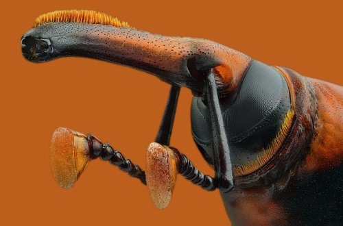 ghostowlattic - The snout of a red palm weevil,  rhynchophorus...