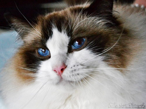 pawprint-in-my-heart:So beautiful.(N)Diadem’s Ducky, male Ragdoll.#SiljeNesetPhotographySiljeN