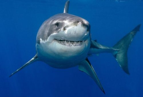 Great white sharks are, despite their reputation as lone, mindless killing machines, surprisingly in