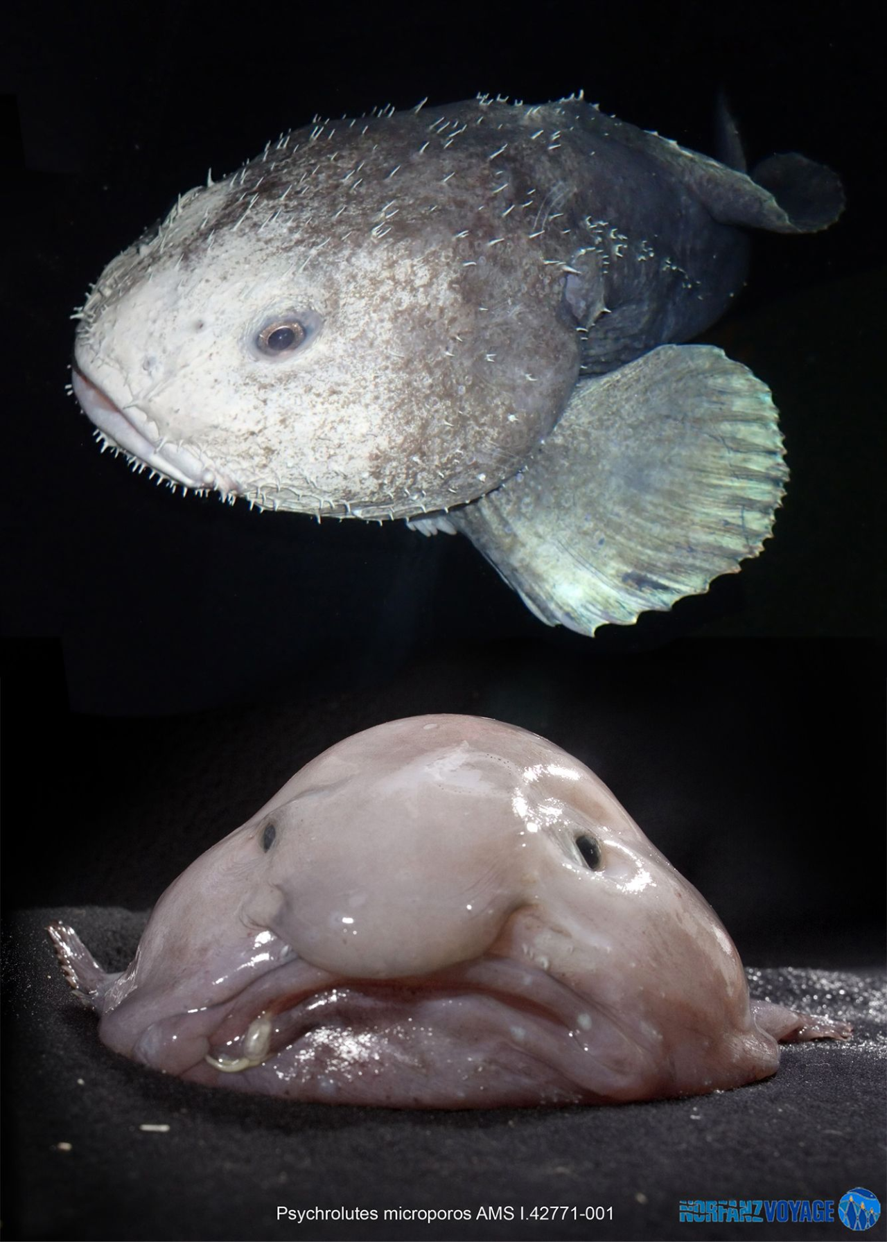 blobfish facts