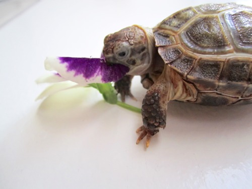 thewhimsyturtle:  November Nostalgia  Back in July, Mommy came across a bunch of pansies while she was out and about.  She picked one just for me!  I was so excited I stuffed my face like there was no tomorrow! 