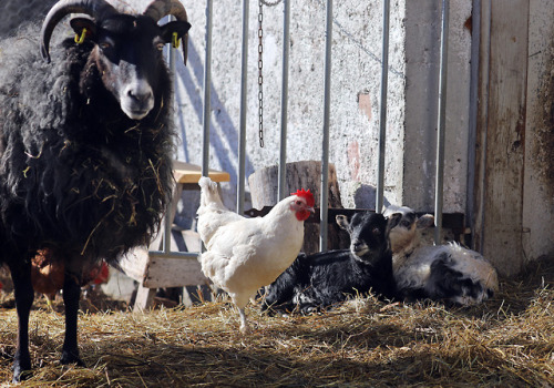 michaelnordeman:This is a family of Swedish Gute sheep. The lambs (two boys) were born a week ago. P