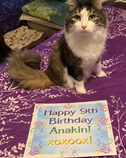 Please Help Me Wish a Purrfect 9th Birthday to My Amazing Anakin!! @anakintwolegs Wishing the most f