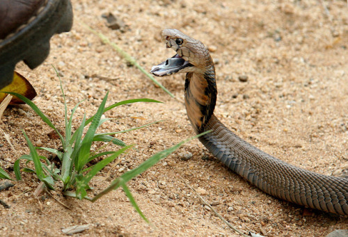 exotic-venom: (Naja mossambica) Mozambique spitting cobraVenom mainly cytotoxic & can cause 