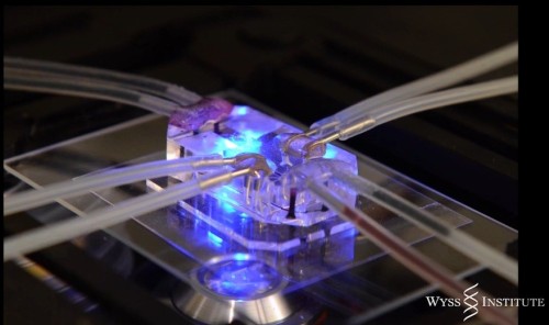 scienceconnections: Wyss Institute’s Lung-on-a-chip Made using human lung and blood vessel cel