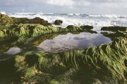 Thefilmhoardersdiary:tide Pools