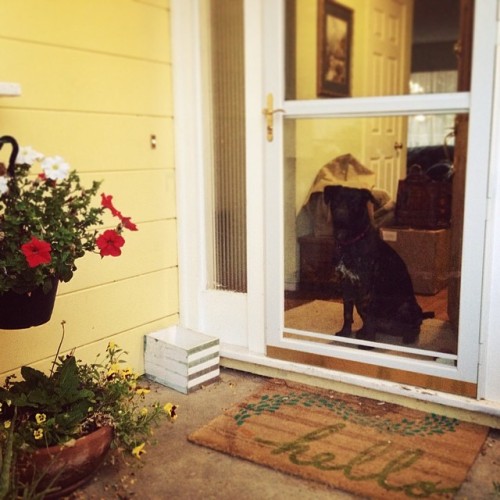 Our doggy spends her evenings faithfully waiting for each member of the household to come home. #MansBestFriend #PuppyLove #everydaymiracles