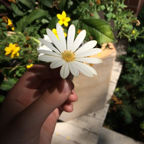 spicegirls:found the prettiest flower on my walk today