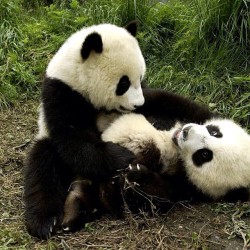 Tickle Tickle! #Panda #Cute #Instagood #Likeforlike #Pandabear #Asians #Likes #Funny