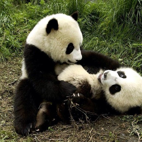 Tickle tickle! #panda #cute #instagood #likeforlike adult photos