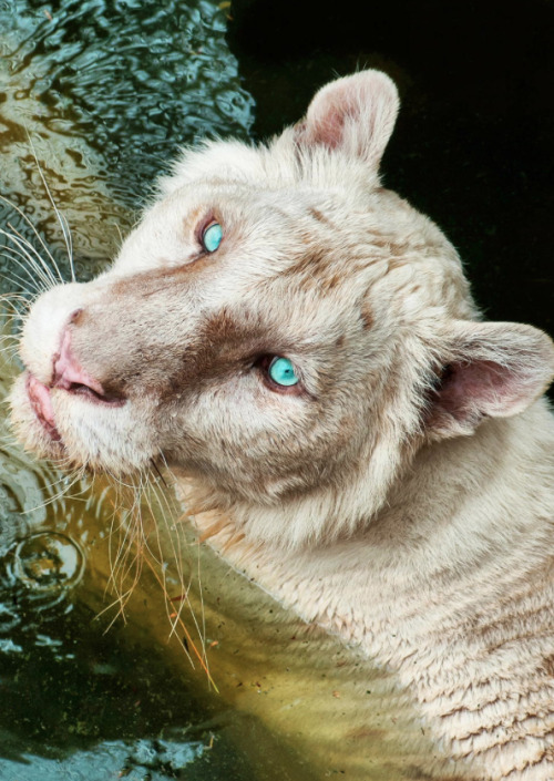 anythingfeline:  White [Tiger] (by Mong Song) Original title of photo says “White Lion”, however the photographer is mistaken. Thanks to the help of bigcatawareness, we’ve concluded thats its in fact a white tiger. - just to clear the misconception. 