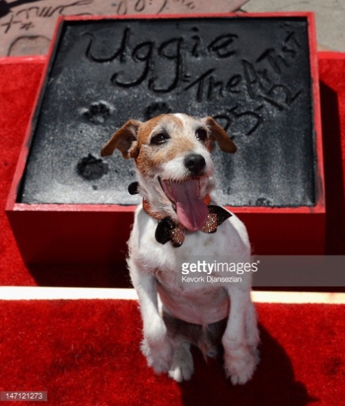 gettyimages:    Uggie - Star Of The Artist - Dies At 13  