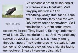 upthewitchypunx: hereifyouwant: @upthewitchypunx I see no problem with this. It is the only intersection of crows and capitalism I might accept. However, I would suggest feeding your buddies something better than bread, try peanuts! 