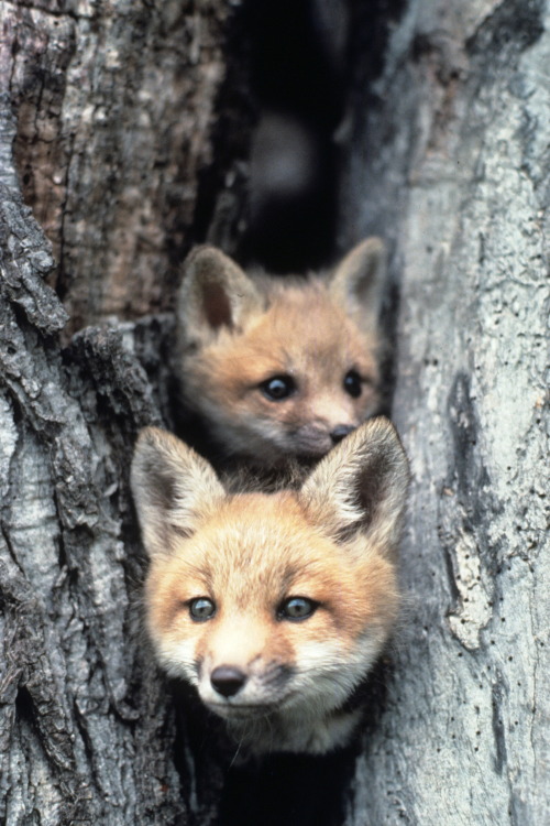 Porn Pics r2–d2:  Red Fox Pups by (Wisconsin